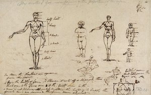 測定と筆記による解剖学の研究（紙にペンと茶色のインク） 作： James Ward